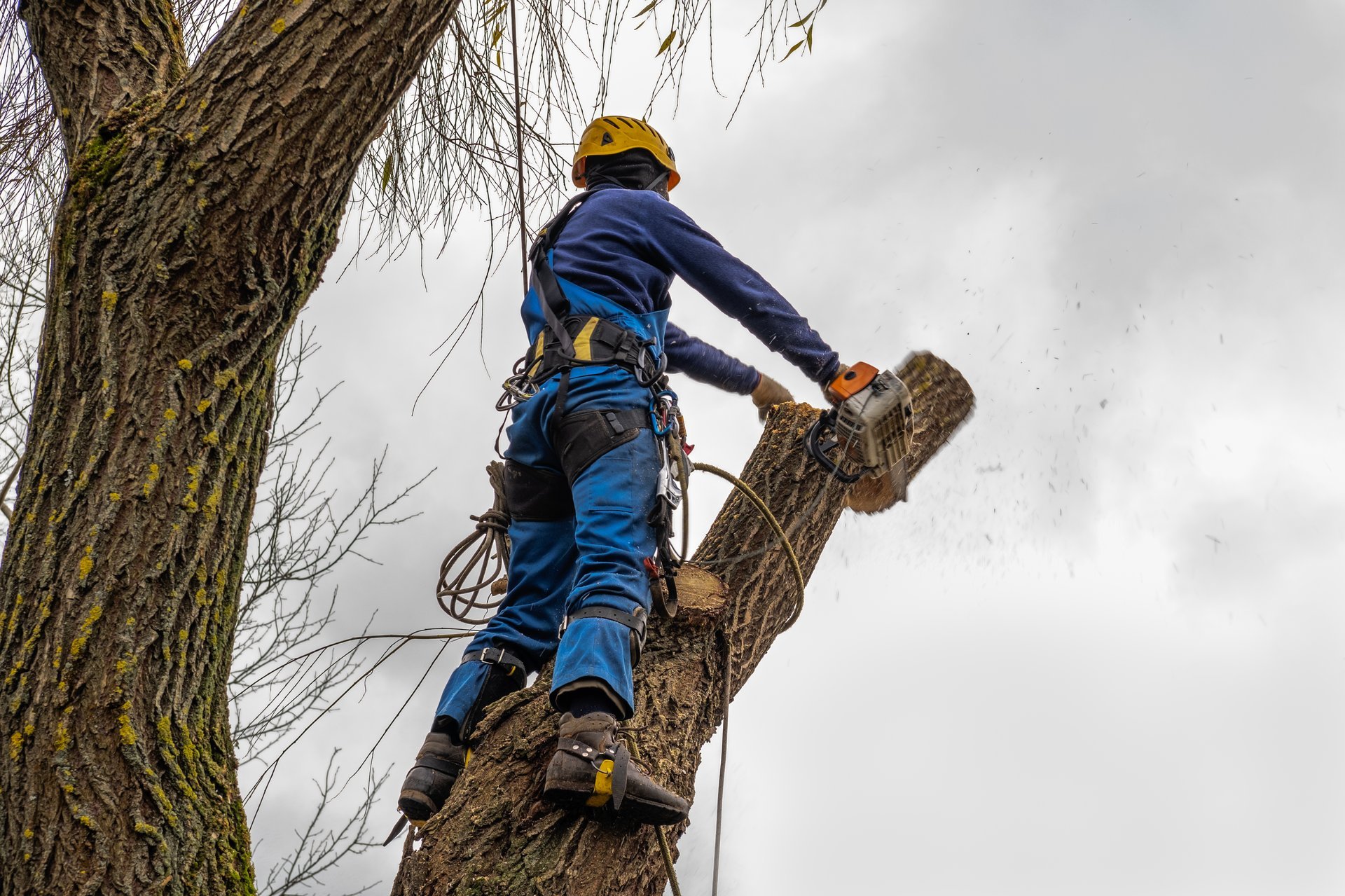 Professional tree removal service