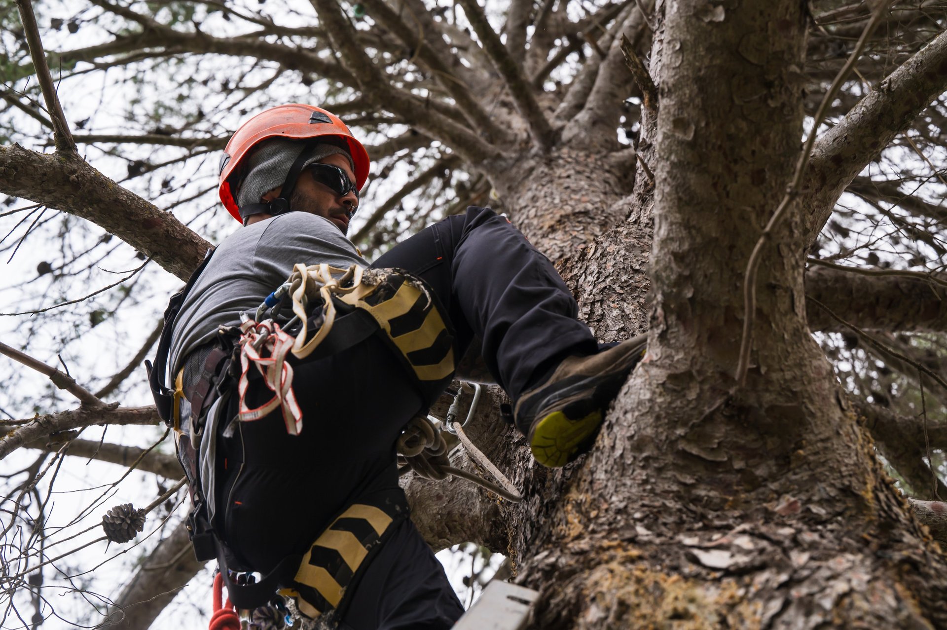 Professional tree pruning service