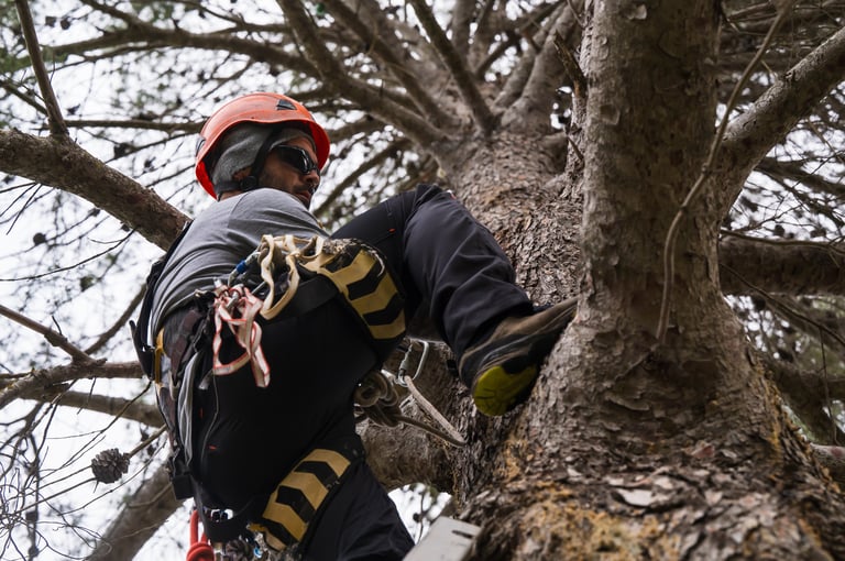 Tree pruning service