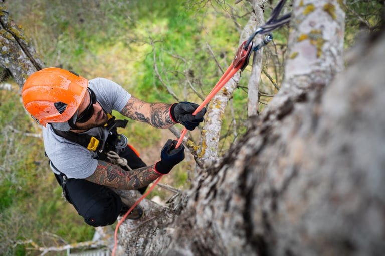 Tree surgeon climbing
