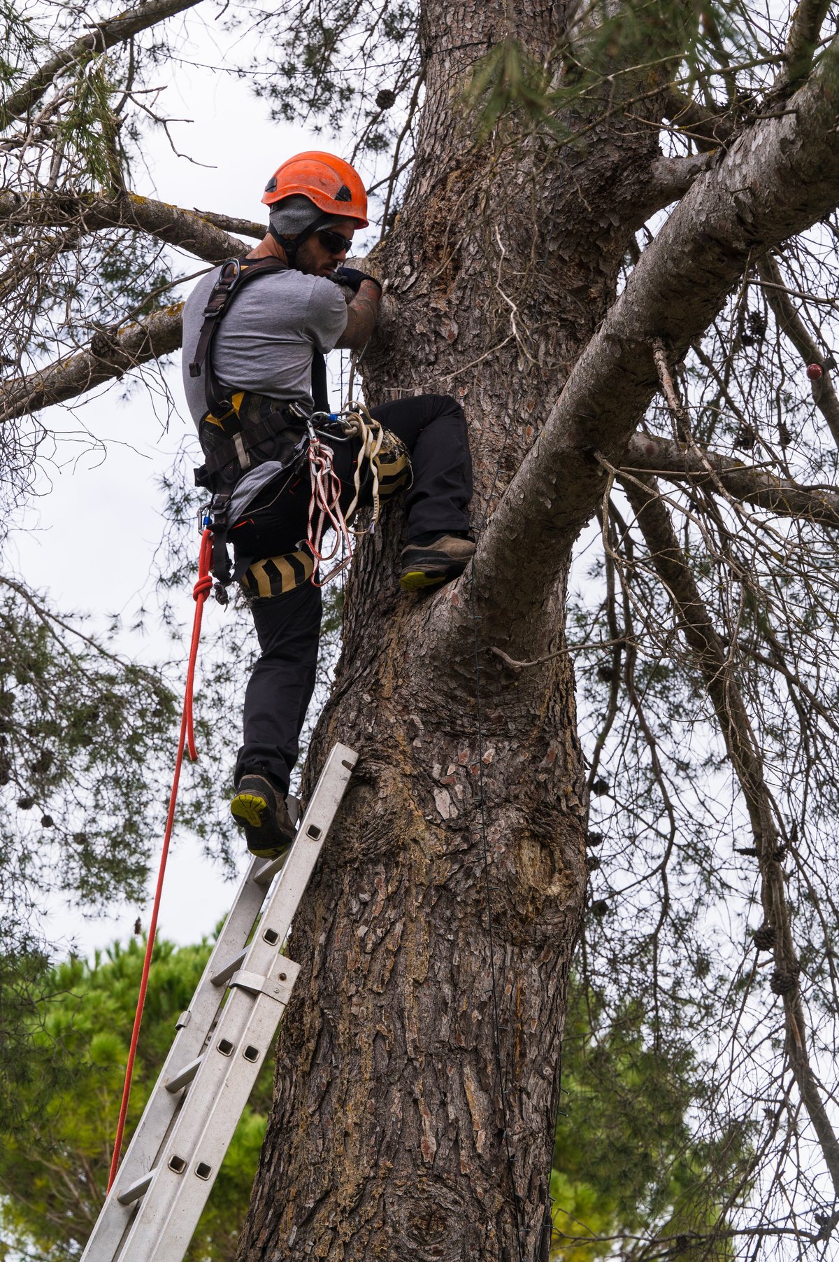 Professional arborist climbing a tree