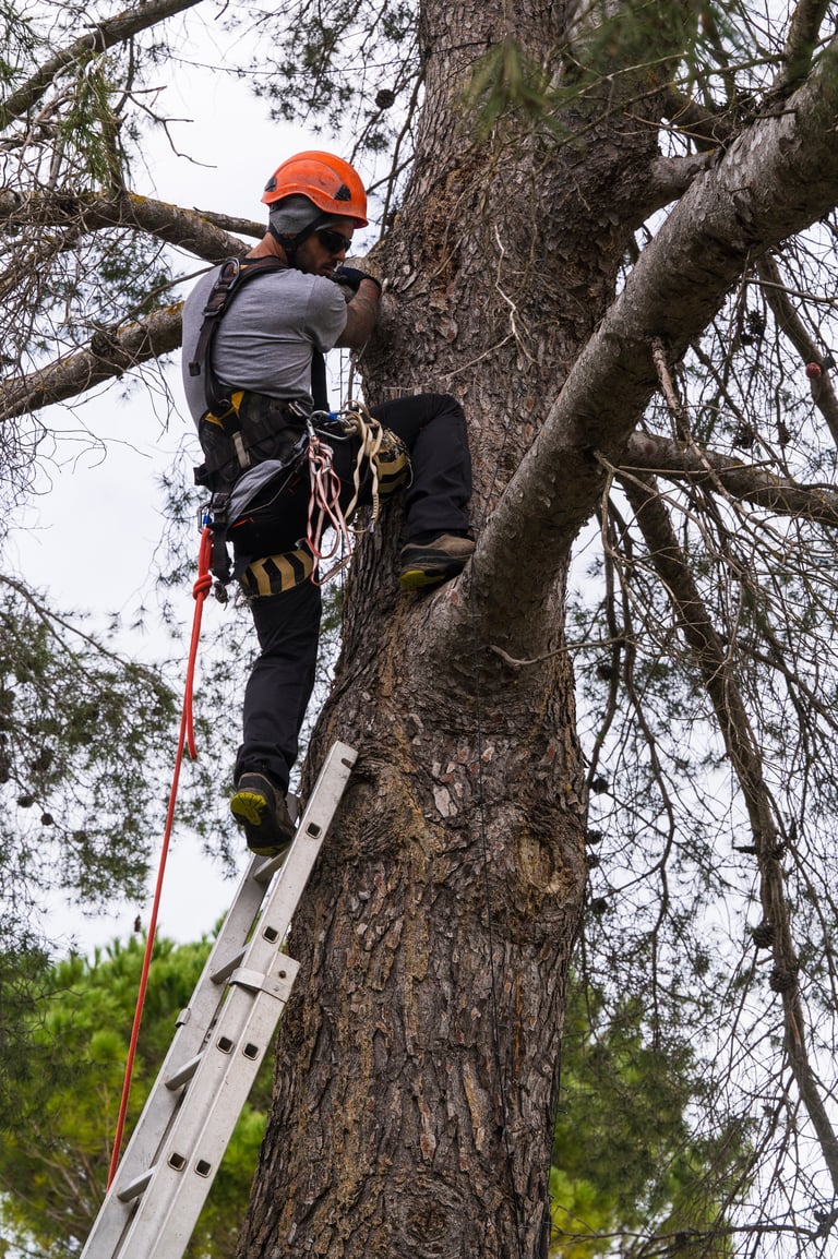Tree shaping service