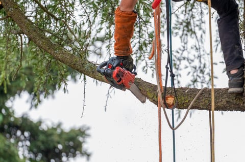 Arborist in tree with chainsaw