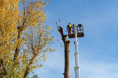 City tree trimming service