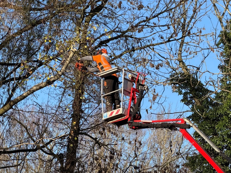 Tree removal service