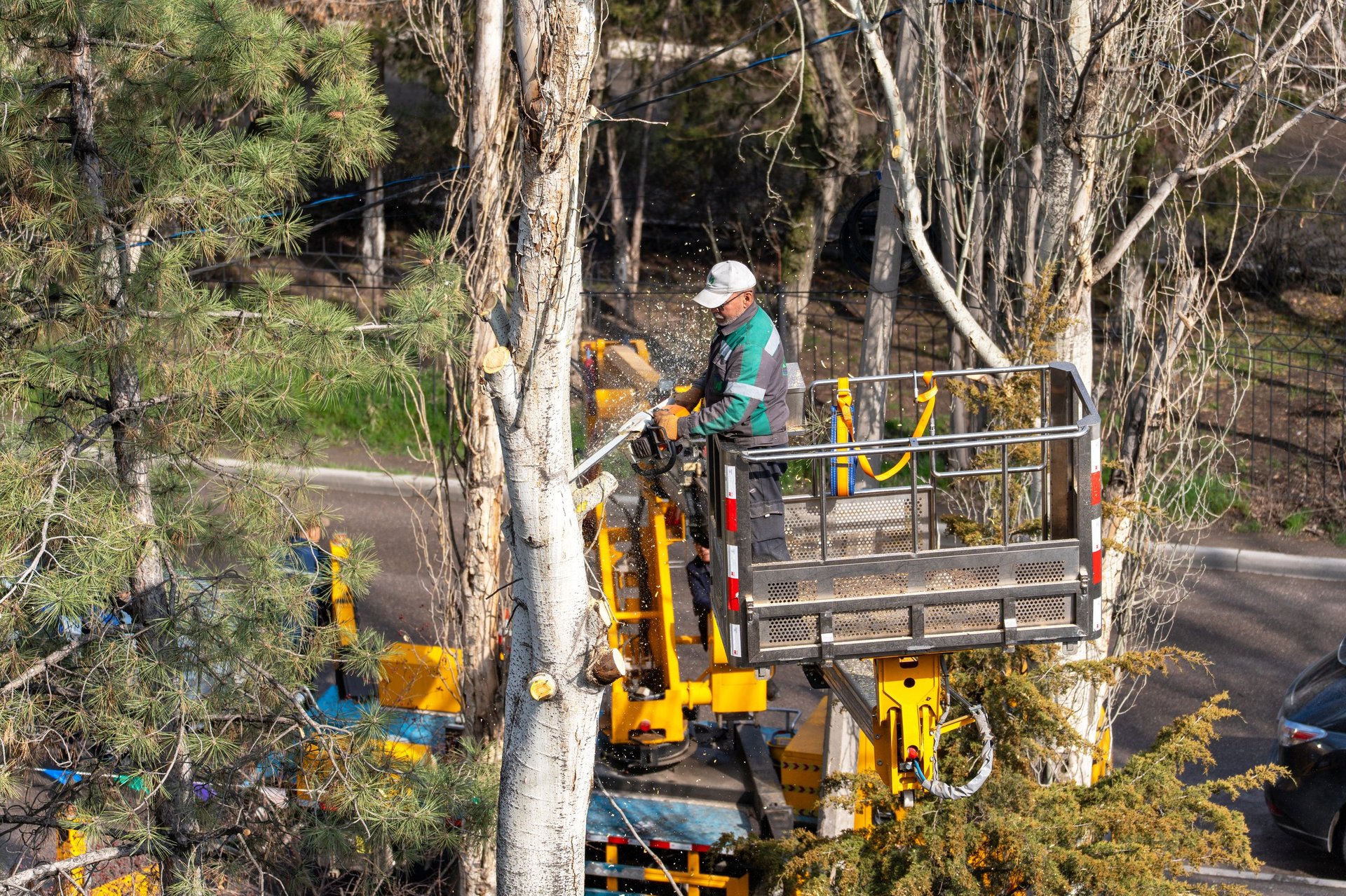 Tree work in progress