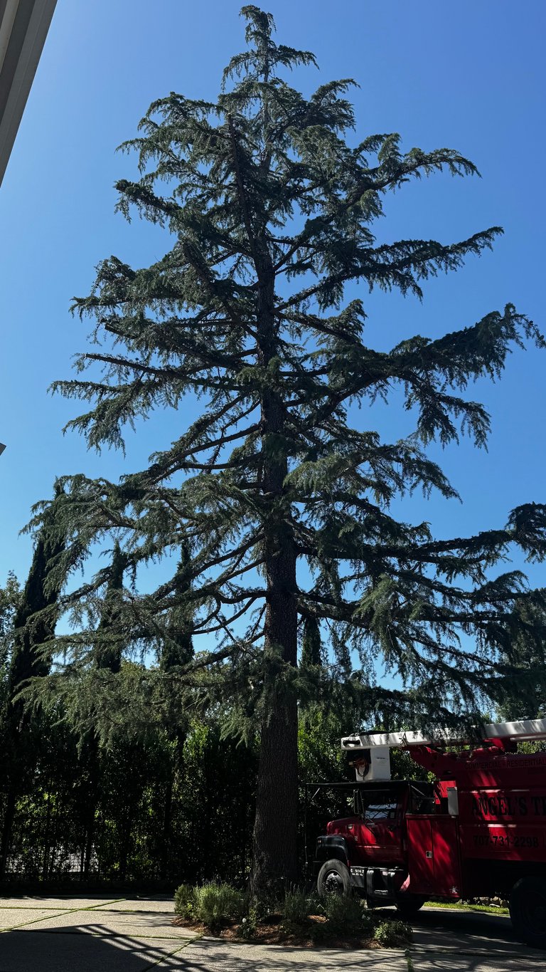 Tall conifer tree with drooping branches against blue sky, with red fire truck parked nearby