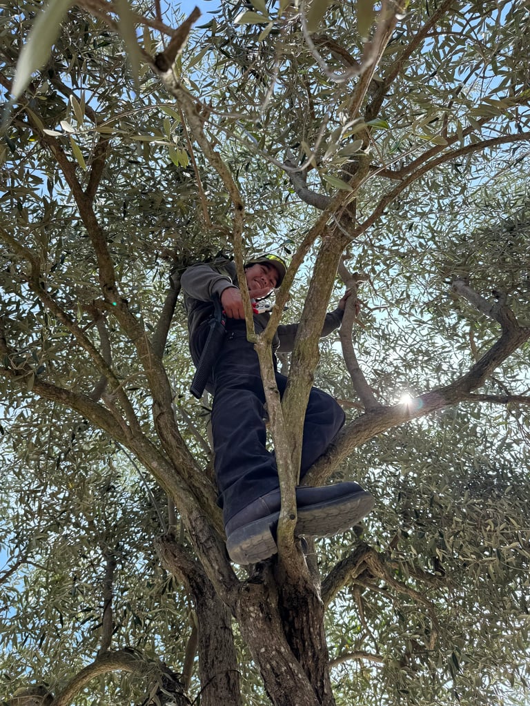 Person climbing an olive tree wearing a helmet and dark clothing against a clear blue sky