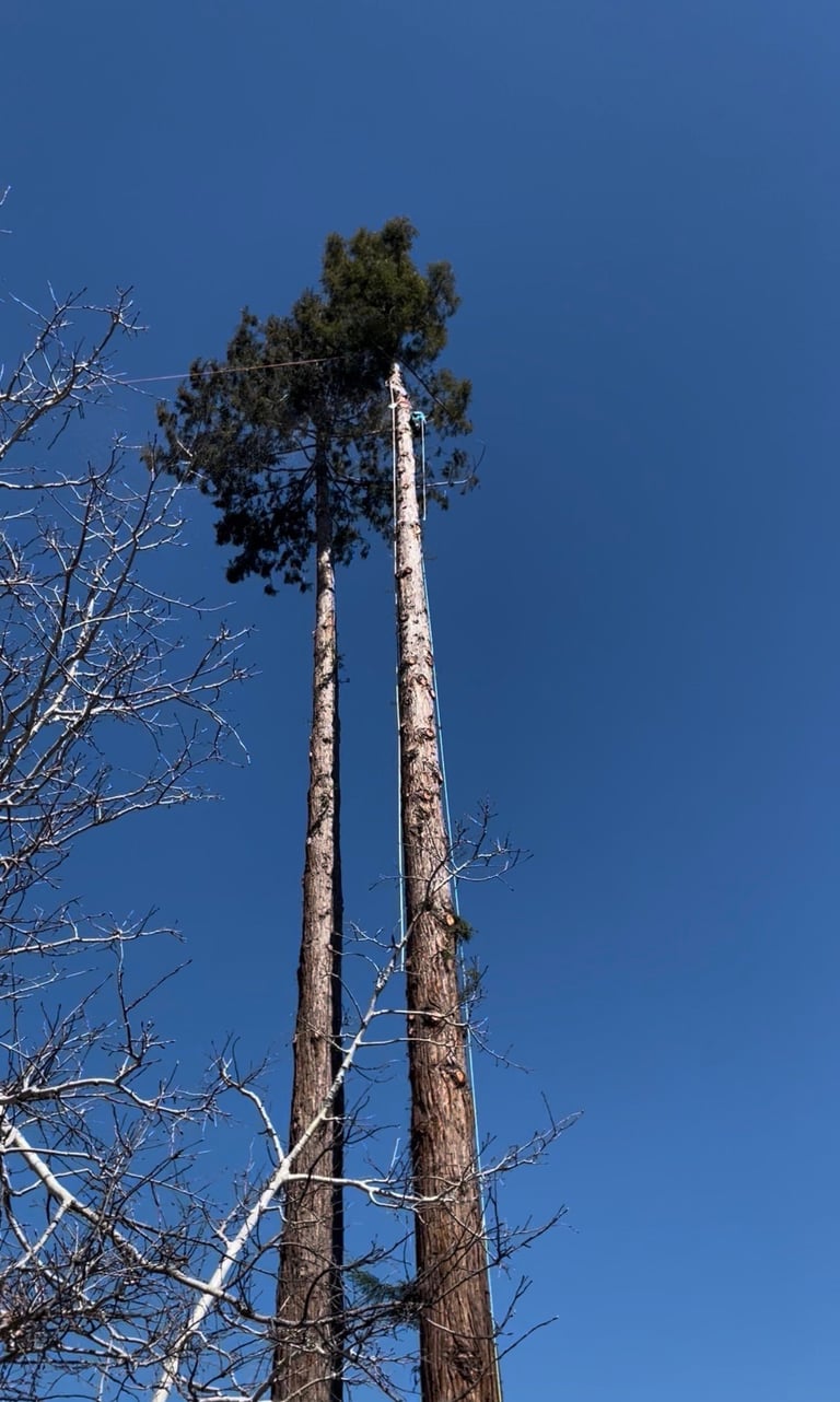 Tall pine trees with green foliage at top against clear blue sky, surrounded by bare branches