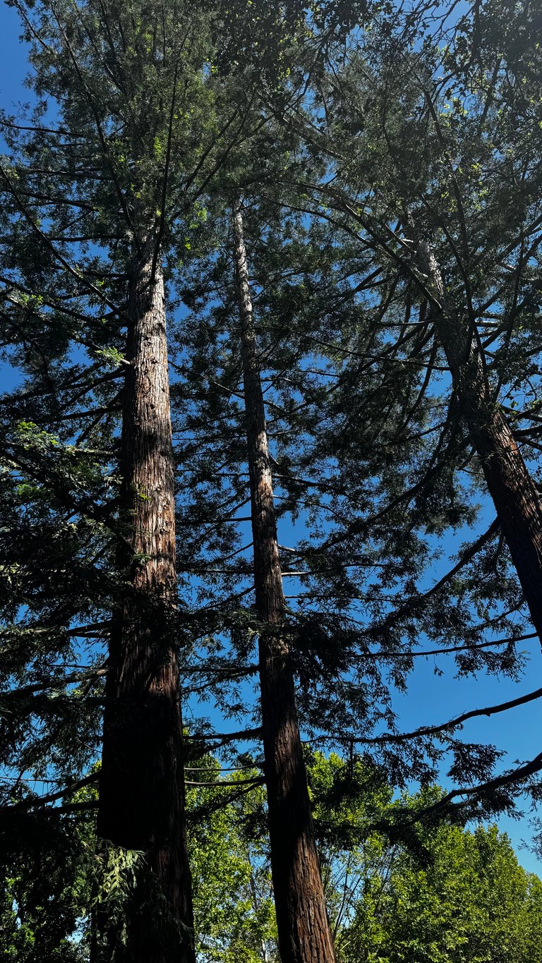 Towering old-growth trees with thick trunks stretching upward against a bright blue sky with green foliage