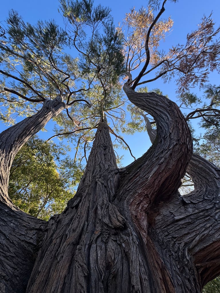 Gnarled, ancient tree trunk with dramatic dark bark and twisted branches reaching upward against blue sky