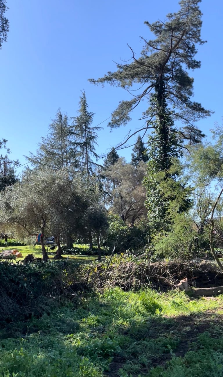 Sunny park landscape with tall coniferous and deciduous trees, green vegetation, and a small pond or water feature under clear blue sky