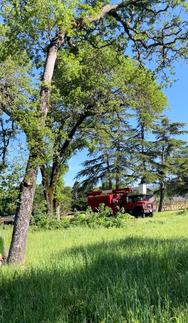 Large oak tree with lush green foliage in a pastoral field with a red farm truck visible in the background