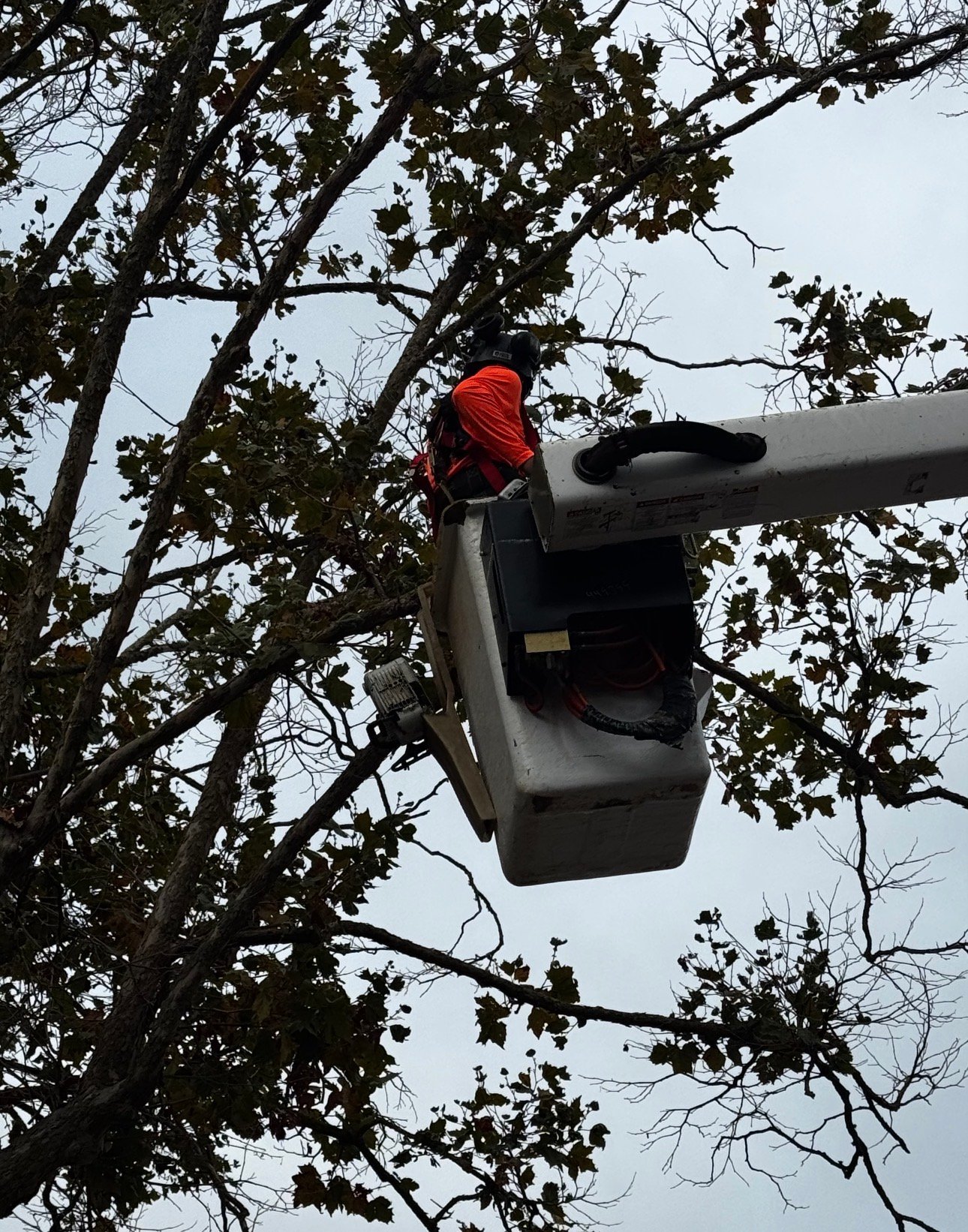 Worker in red safety vest operating tree pruning equipment suspended from boom lift among branches