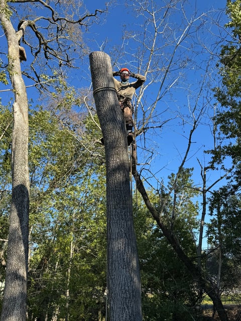 Person climbing a tall tree trunk using safety equipment and ropes, with surrounding forest and clear blue sky visible
