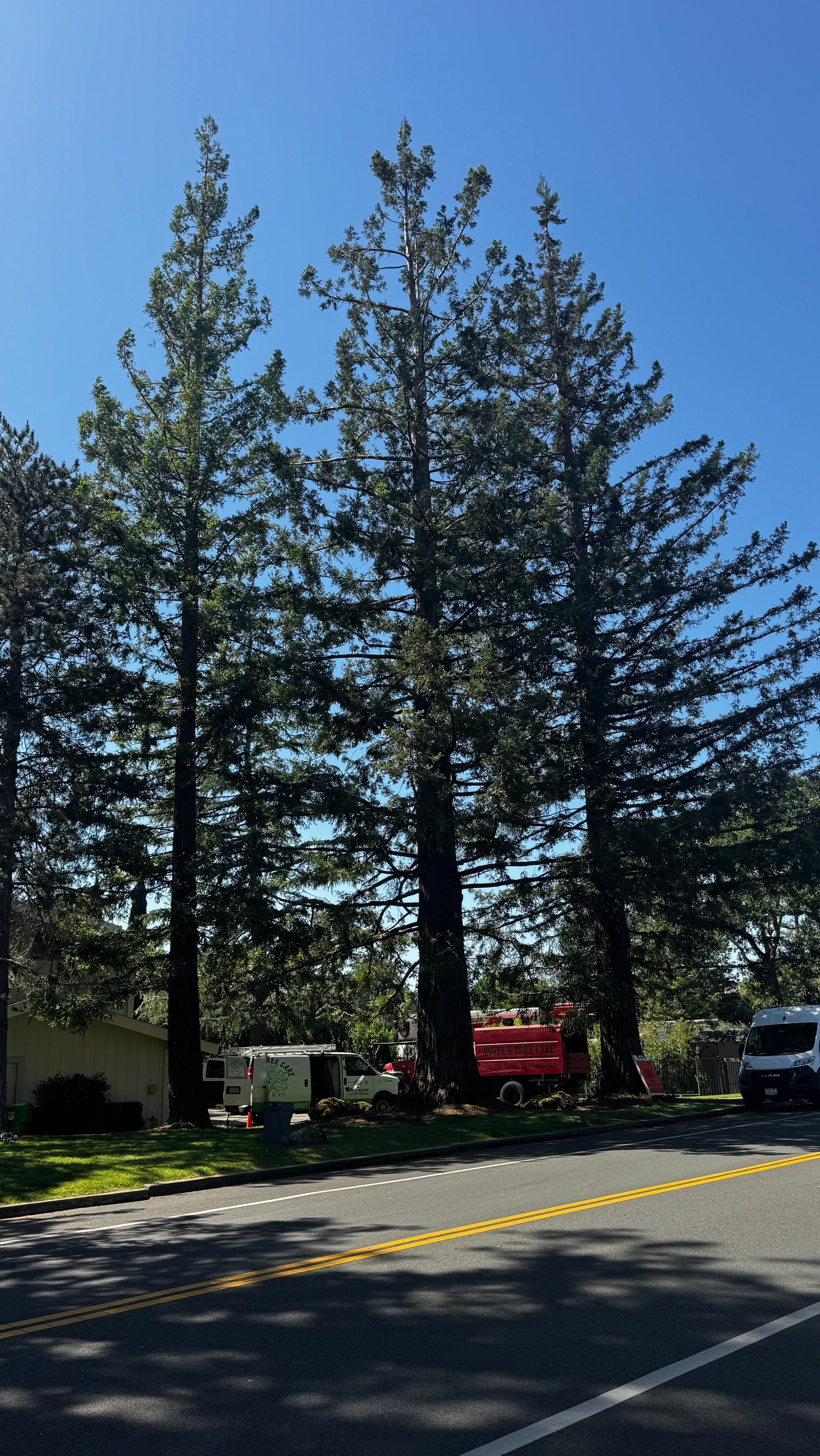 Tall pine trees beside a road with emergency vehicles and small buildings beneath clear blue sky