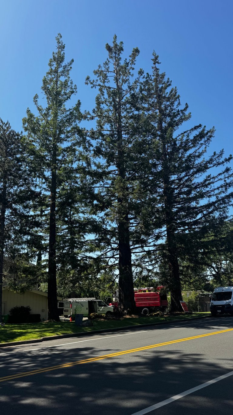Tall pine trees beside a road with emergency vehicles and small buildings beneath clear blue sky