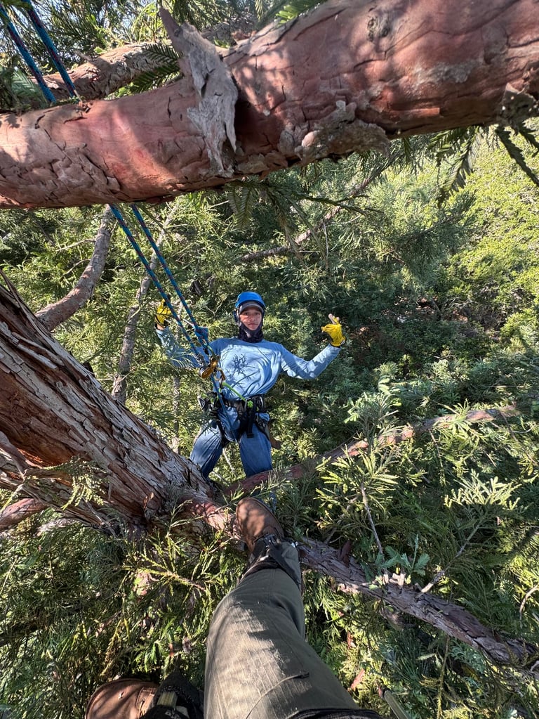 Person zip-lining through forest canopy suspended above green vegetation with reddish-brown tree logs visible
