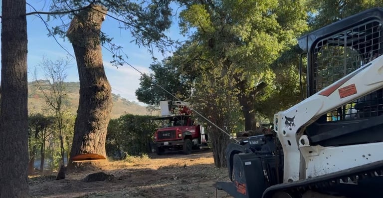 Emergency vehicles and tree trimming equipment lined up beside a large tree in a wooded area during daytime