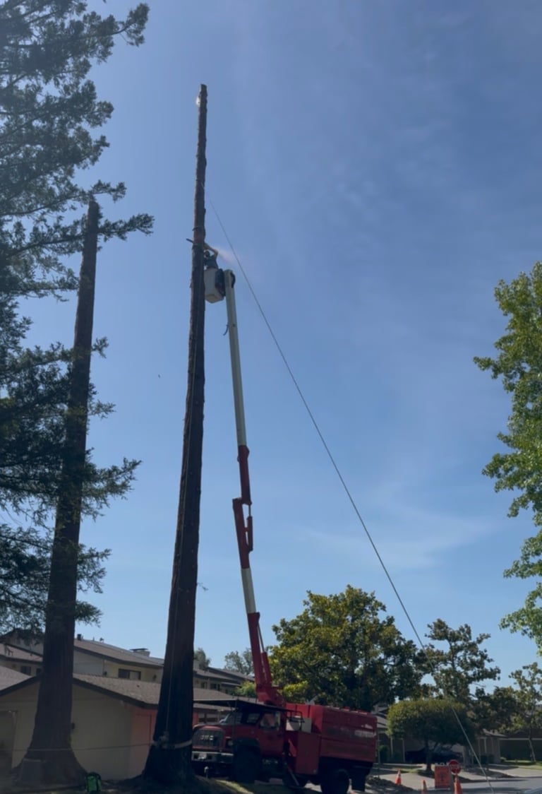 A red crane truck with extended boom removing or trimming a tall dead tree surrounded by green trees on a clear day