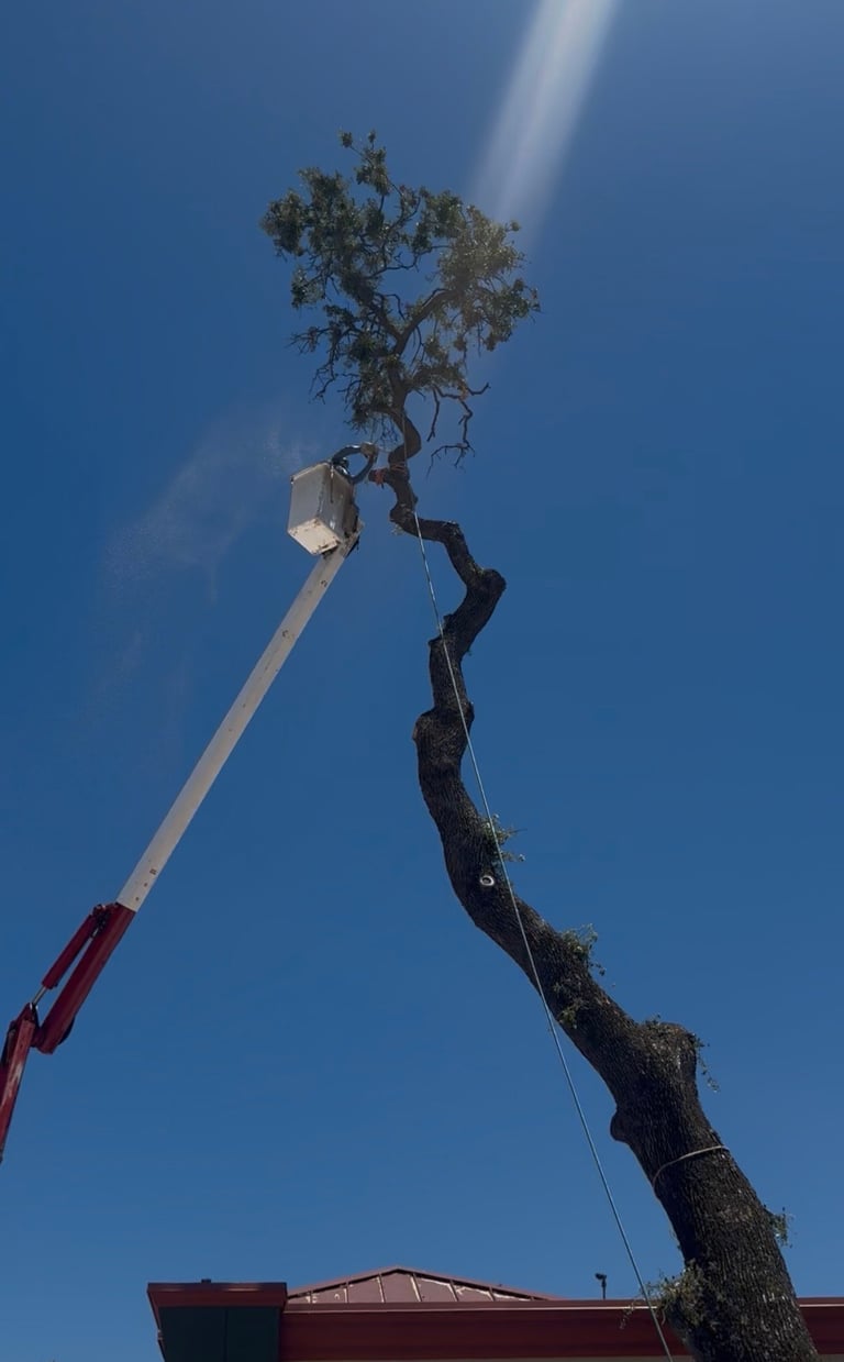 Tall twisted tree being pruned by worker on hydraulic lift against clear blue sky