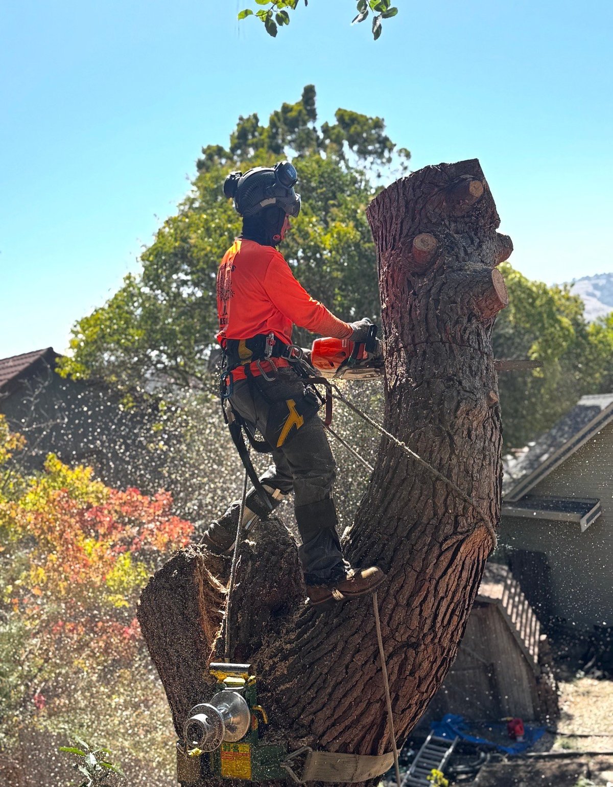 Professional arborist in red shirt and safety gear using chainsaw while secured to tall tree trunk