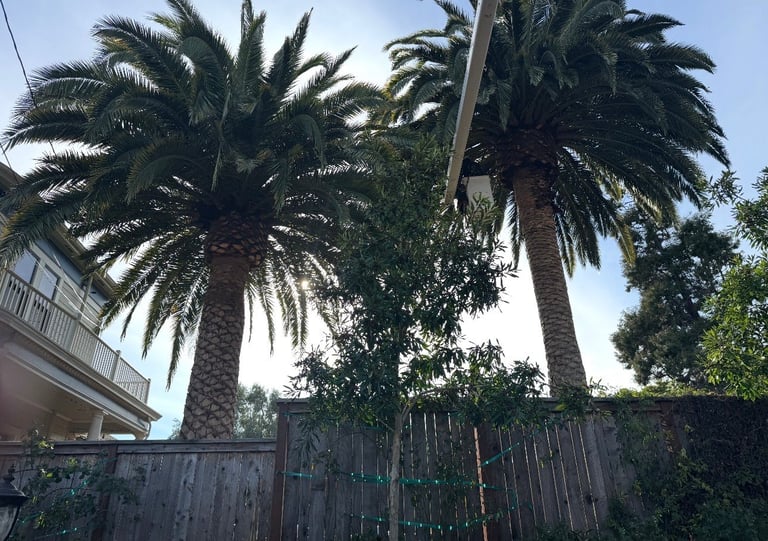 Tall palm trees towering over a residential backyard with wooden fence and house visible, bright sky background